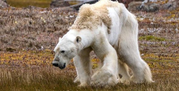 Image d'illustration pour One Planet Summit à Paris - Revue de presse du changement climatique