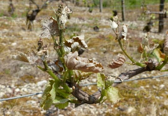 Image d'illustration pour Fraîcheur et gelées - dégâts du gel sur les cultures (vignes)