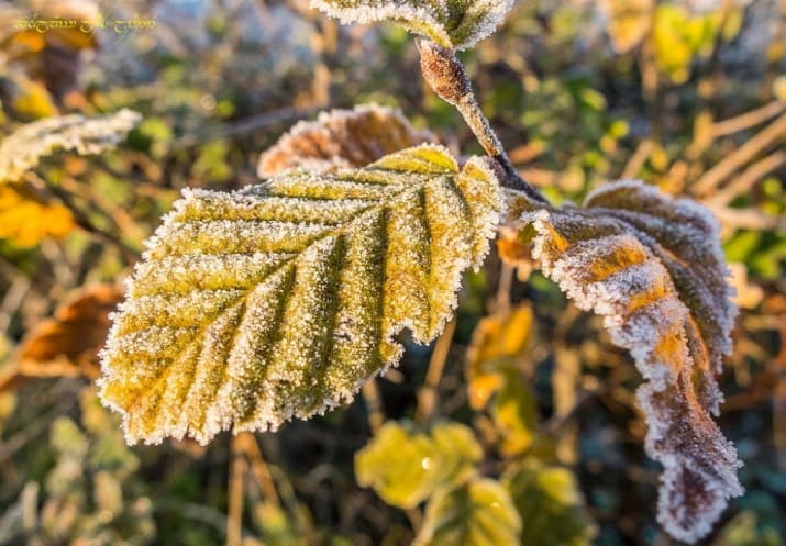 Image d'illustration pour L'automne s'affirme et les gelées s'étendent