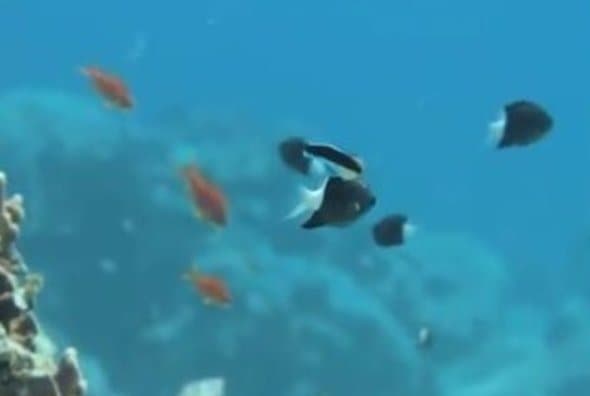 Image d'illustration pour COP 23 à Bonn - Revue de presse des changements climatiques