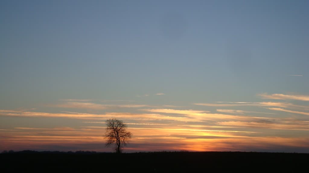 Arbre solitaire au crépuscule..