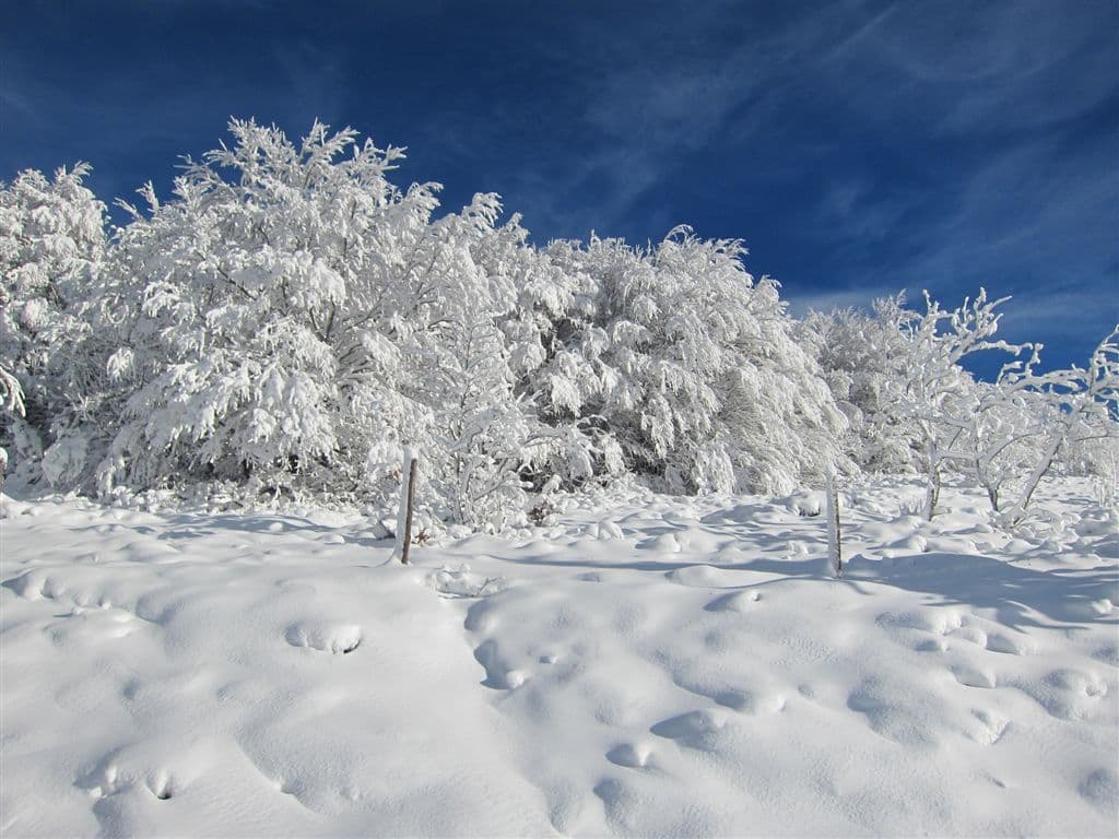 Arbres enneigés