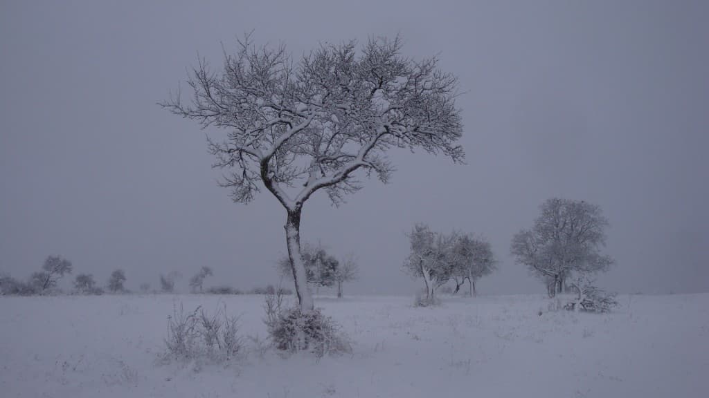 C'est beau la neige...