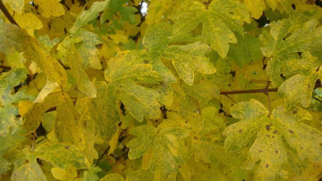 C'est l'automne..