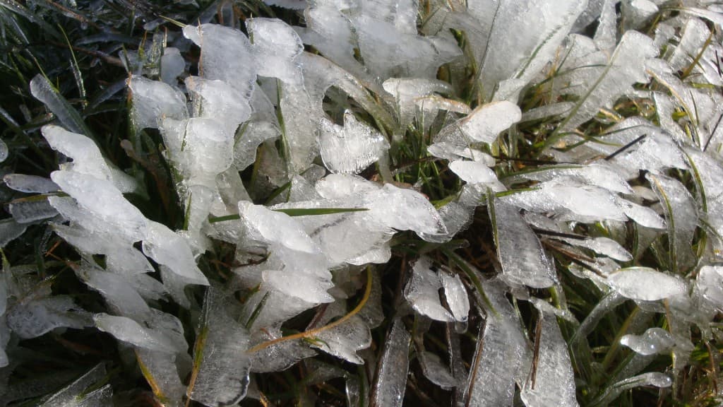 Détail de l'herbe prise dans la glace