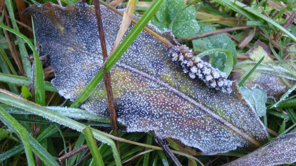 Gelée blanche