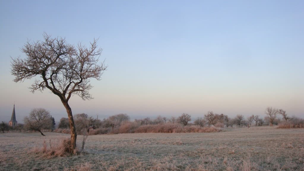 Givre matinal