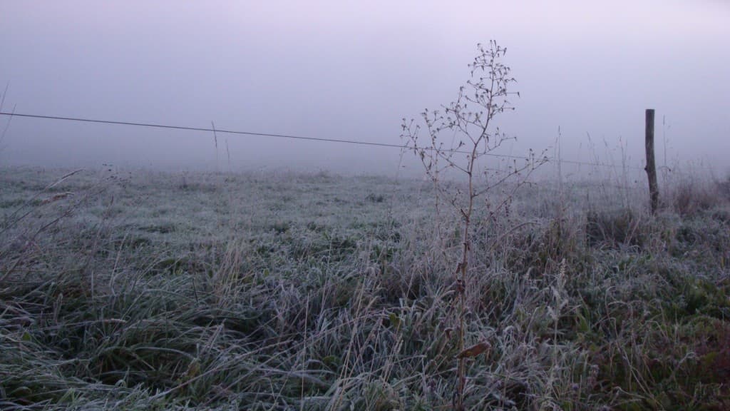 Première gelée blanche de l'automne
