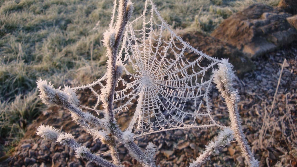 Toile givrée