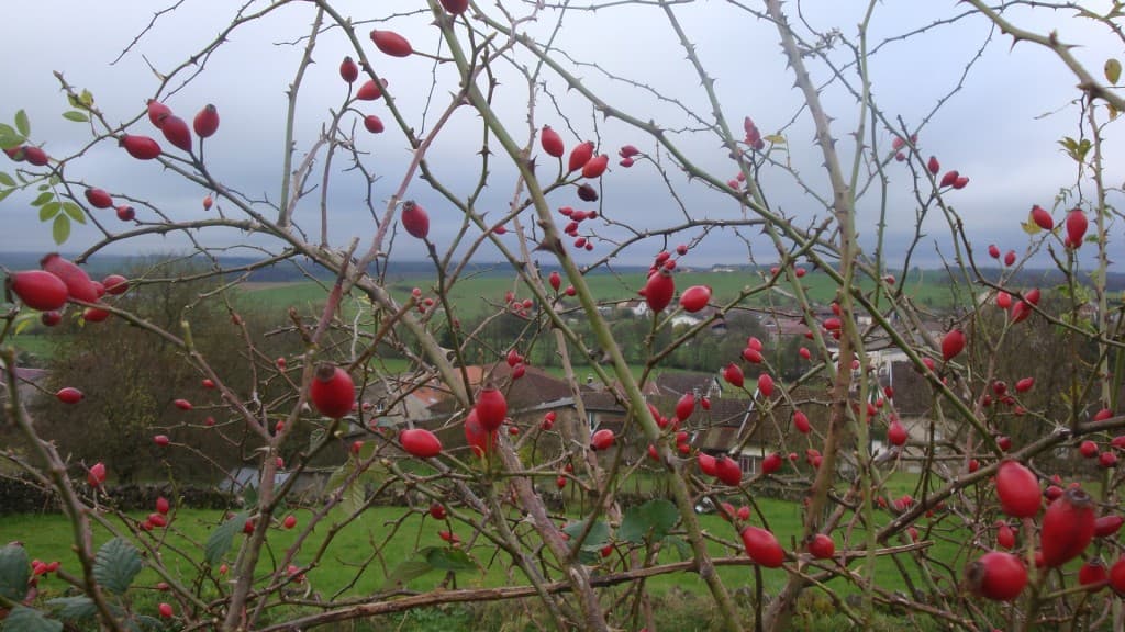 Un peu de rouge dans le gris 