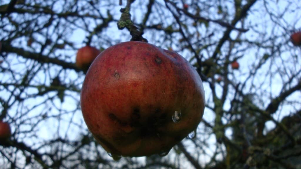 Verglas sur pomme..