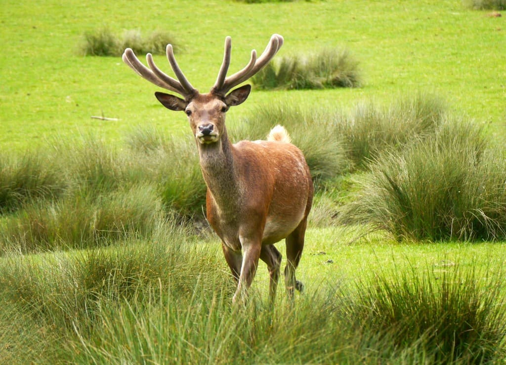 Belle bête à l'étang du stock 57