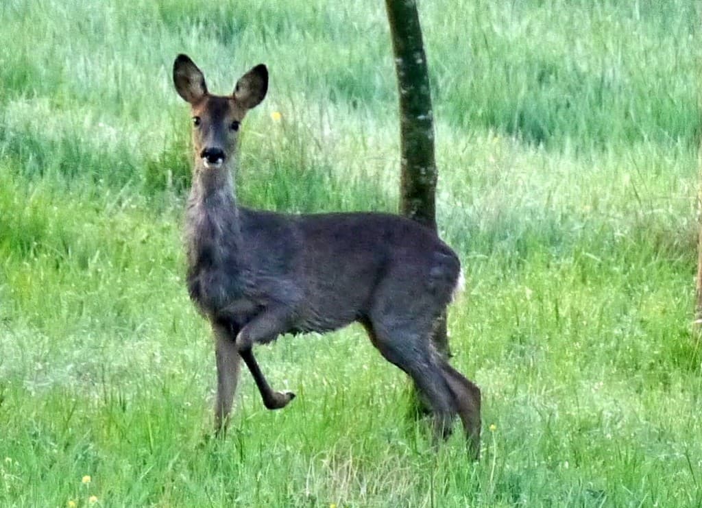 biche à l'aube 