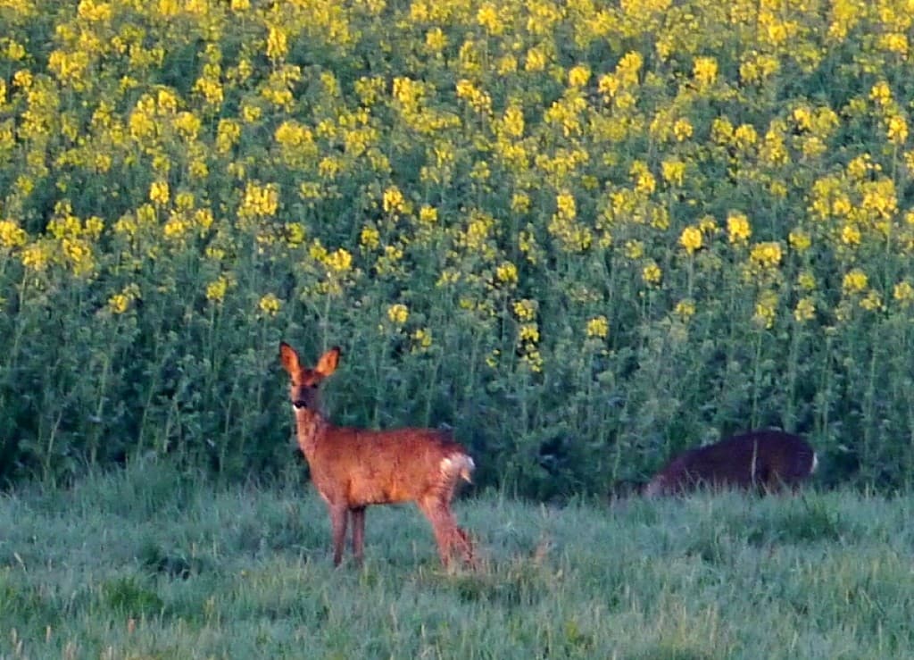 biche au lever du jour 
