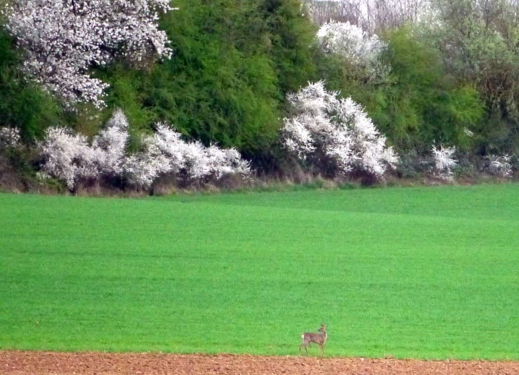 Biche au soleil printannier