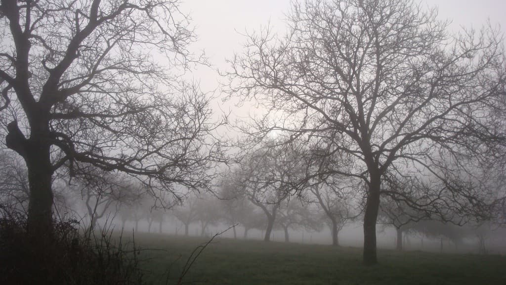 Brouillard matinal