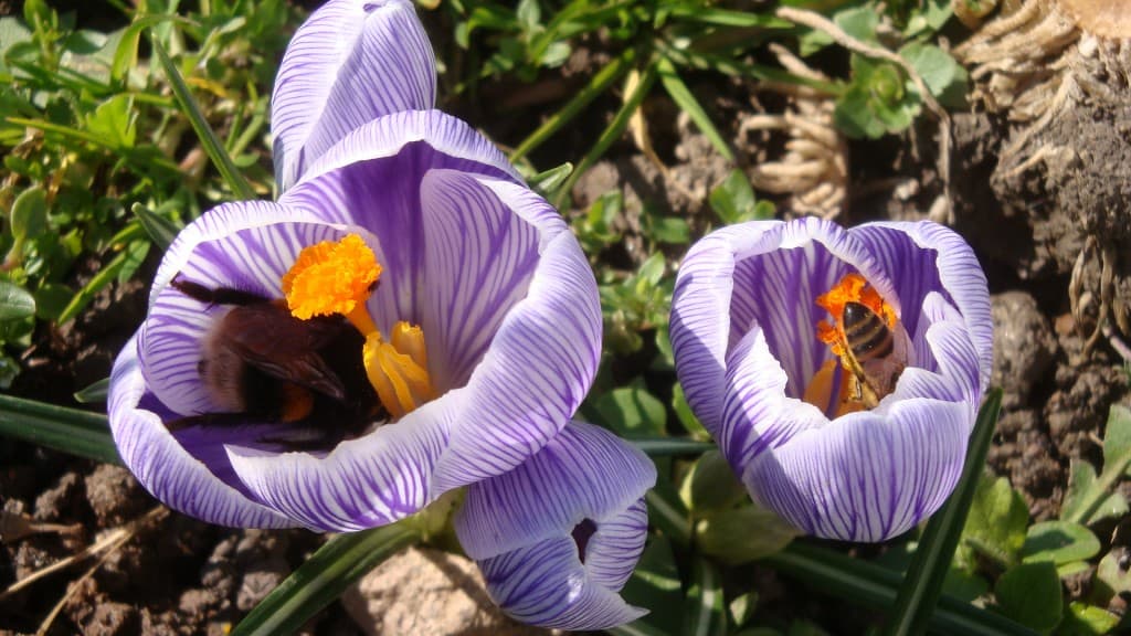 Chacun sa fleur...(.ambiance printanière)