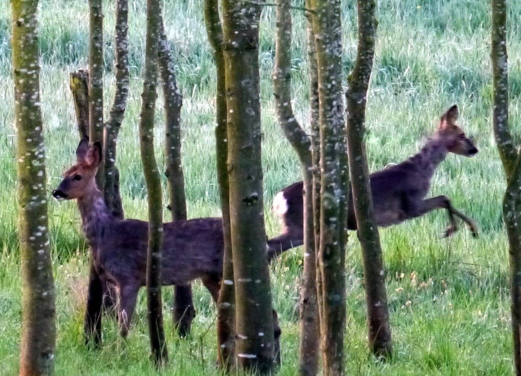 chevrettes à l'aube
