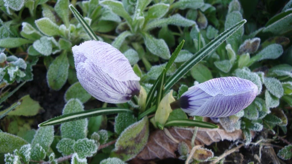 Crocus en gelée..