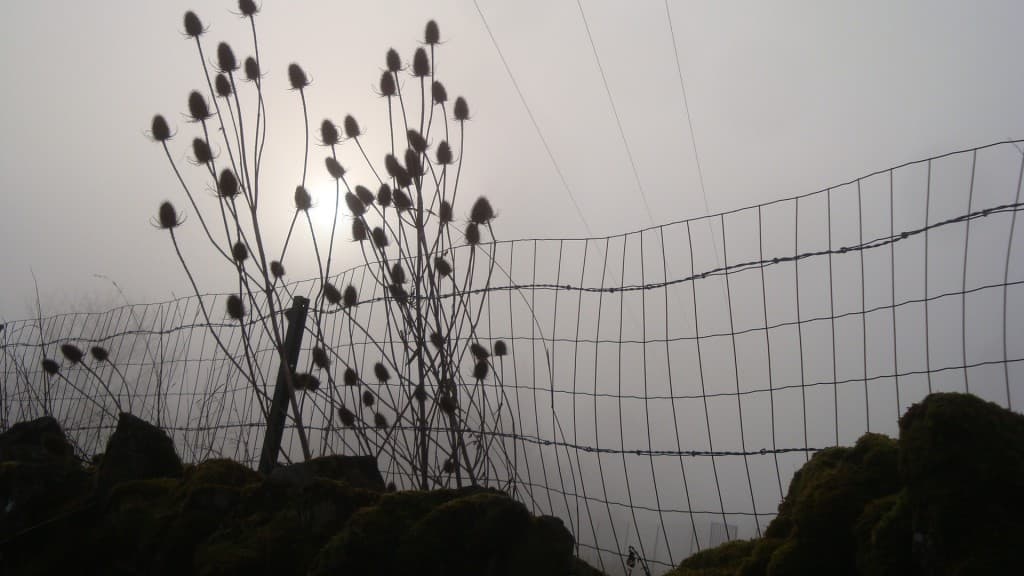 Dans le brouillard