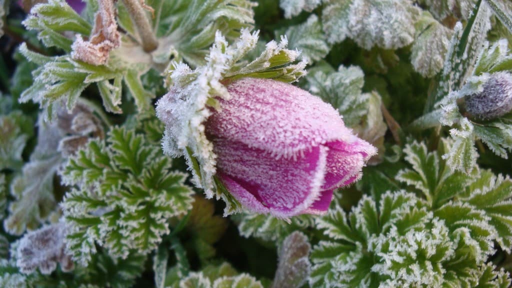 En robe de givre