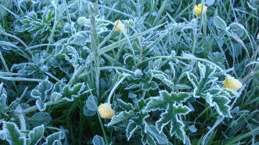 Gelée blanche avec -3° ce matin