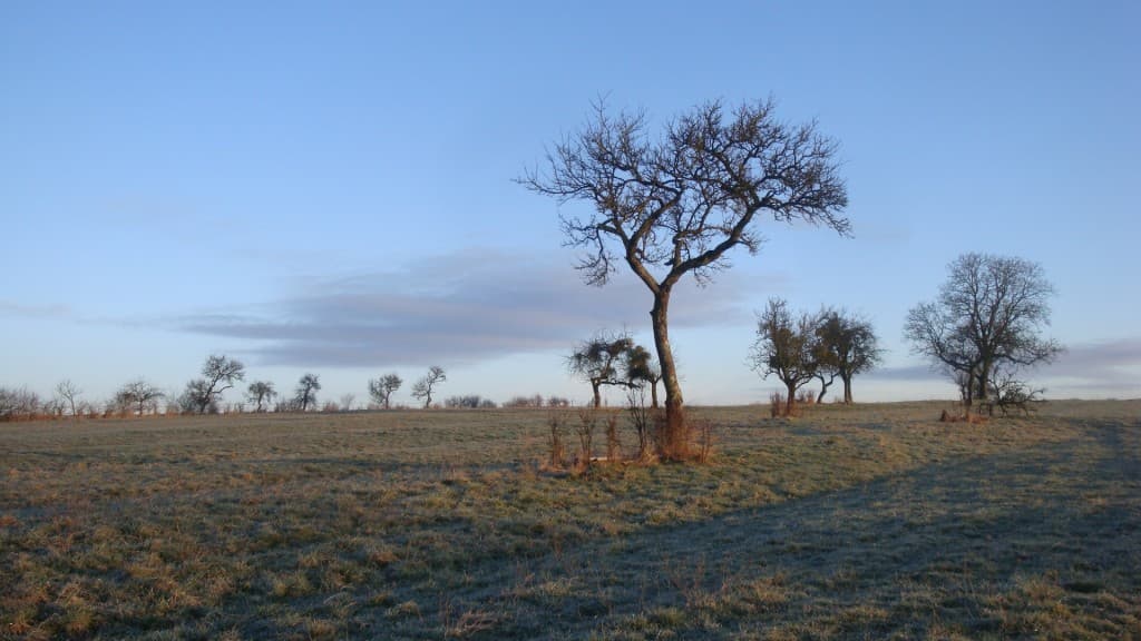 Gelée blanche ce matin avec -1°.