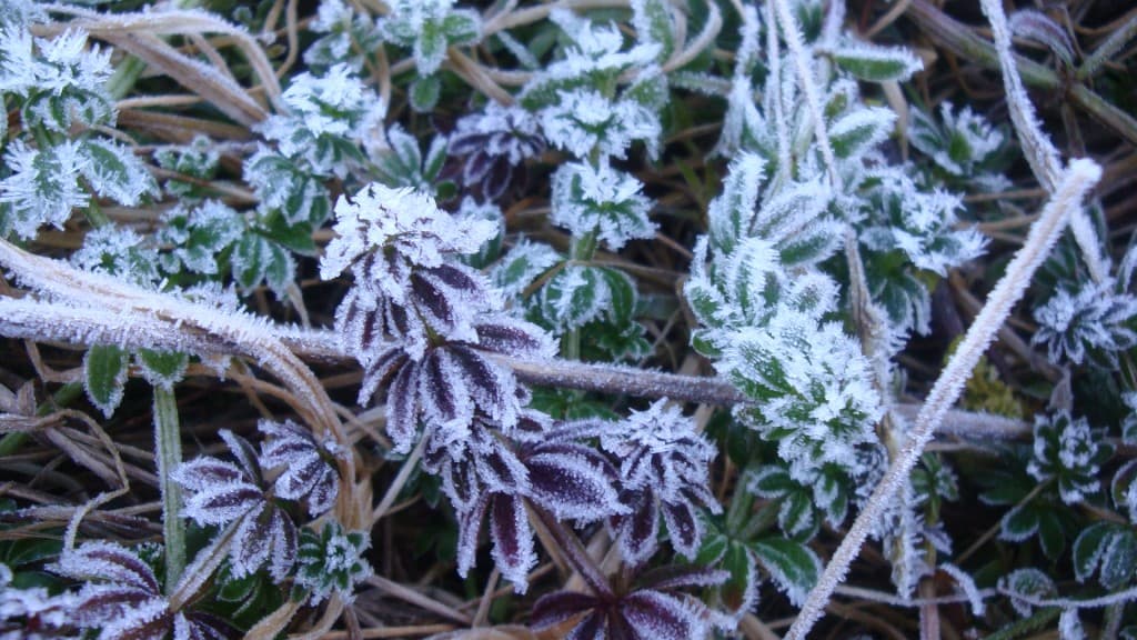 Gelée blanche