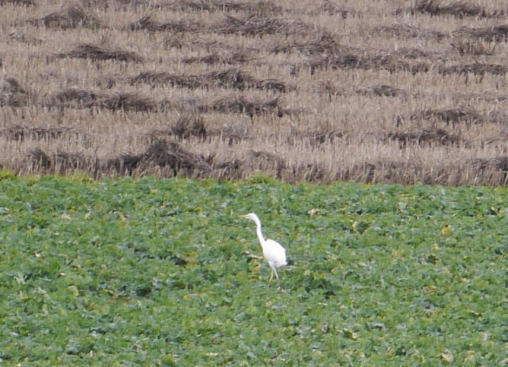 héron blanc ou aigrette 
