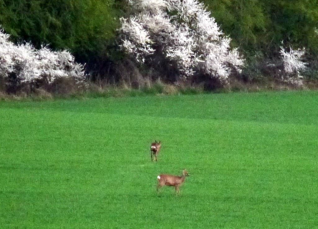 Naissance du printemps