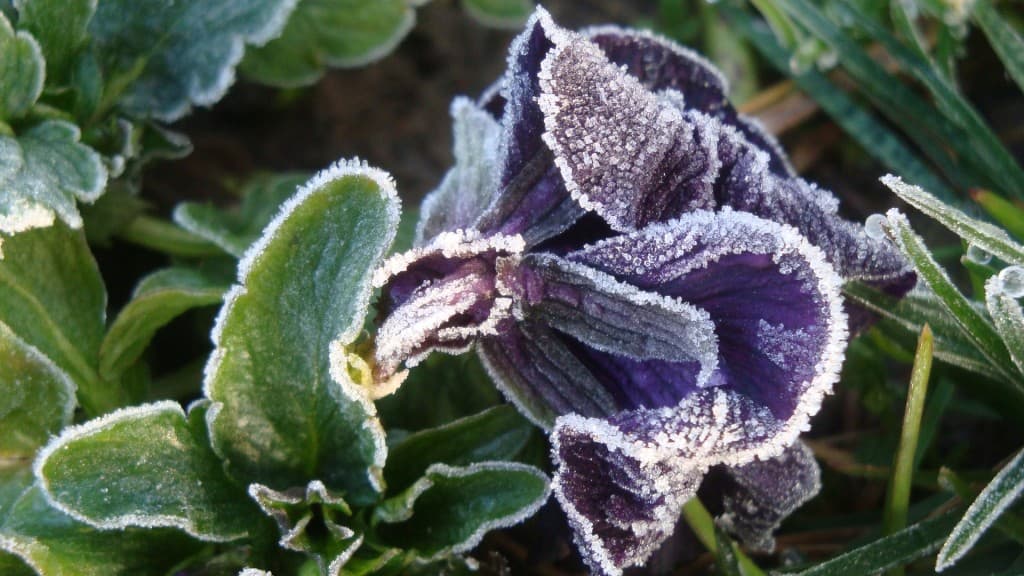 Pensée en robe de givre