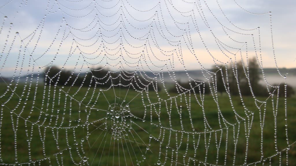 Perles éphémères...