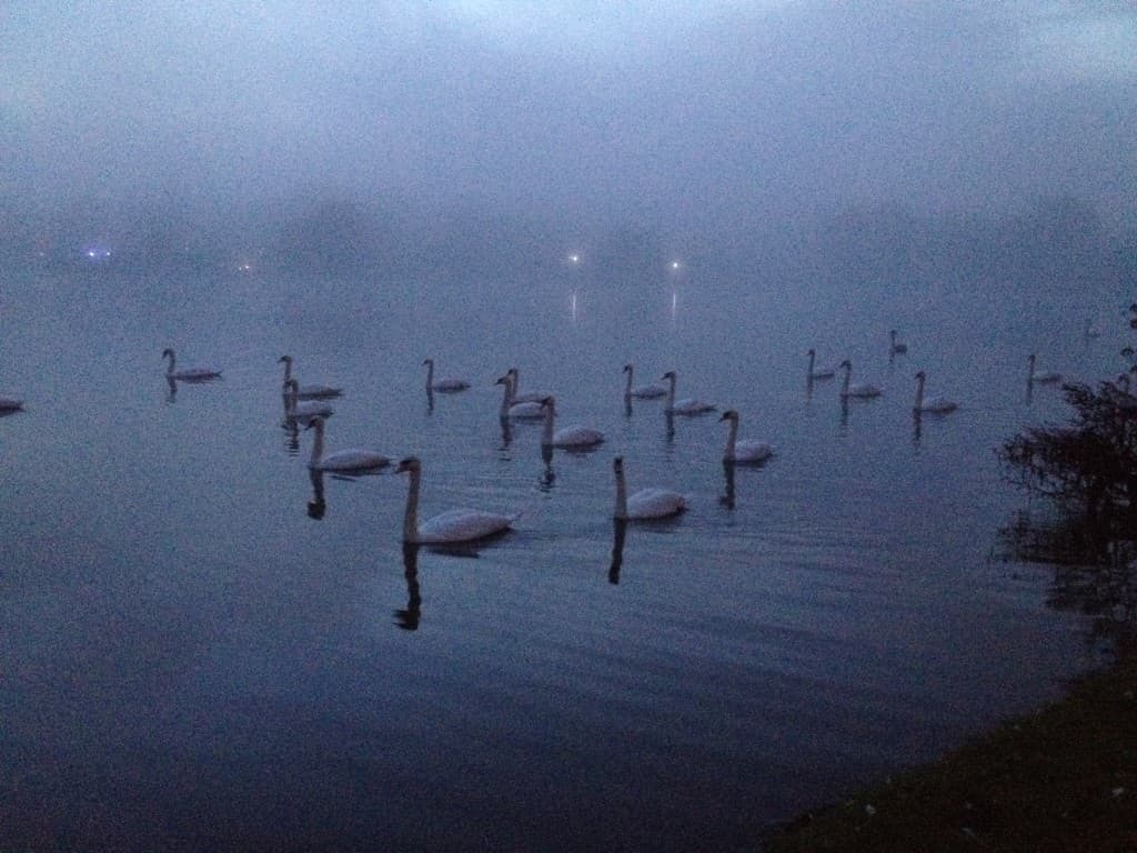 Promenade des cygnes dans le brouillard