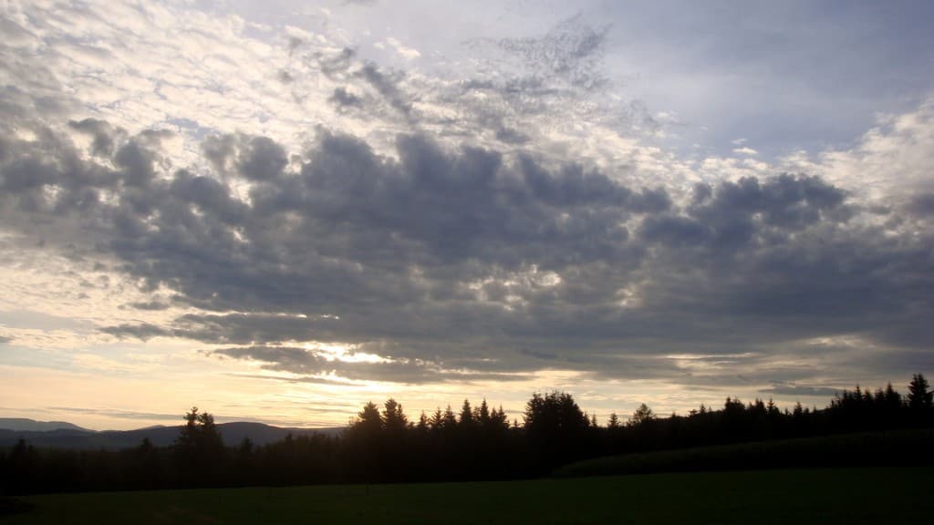 Sapins sous les nuages