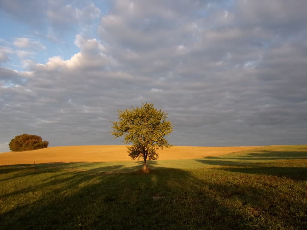 Dans la lumière du petit matin