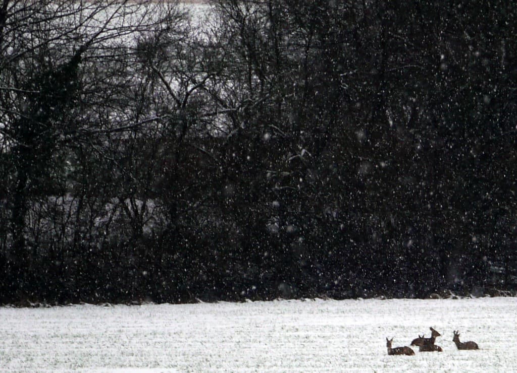 Farnienté sous la neige