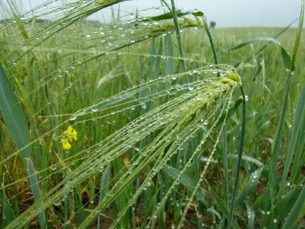 Fines gouttes de pluie tombées..
