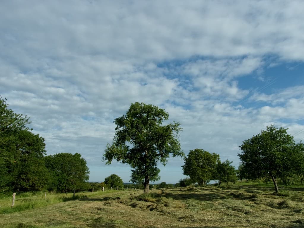 Poirier dans les foins
