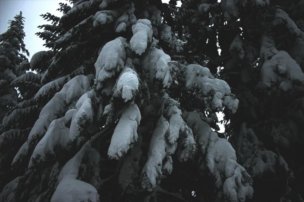 Sapins