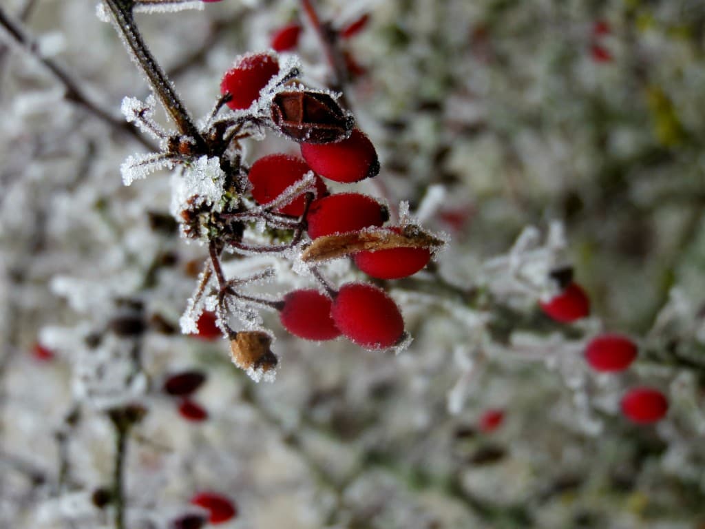 une campagne givrée