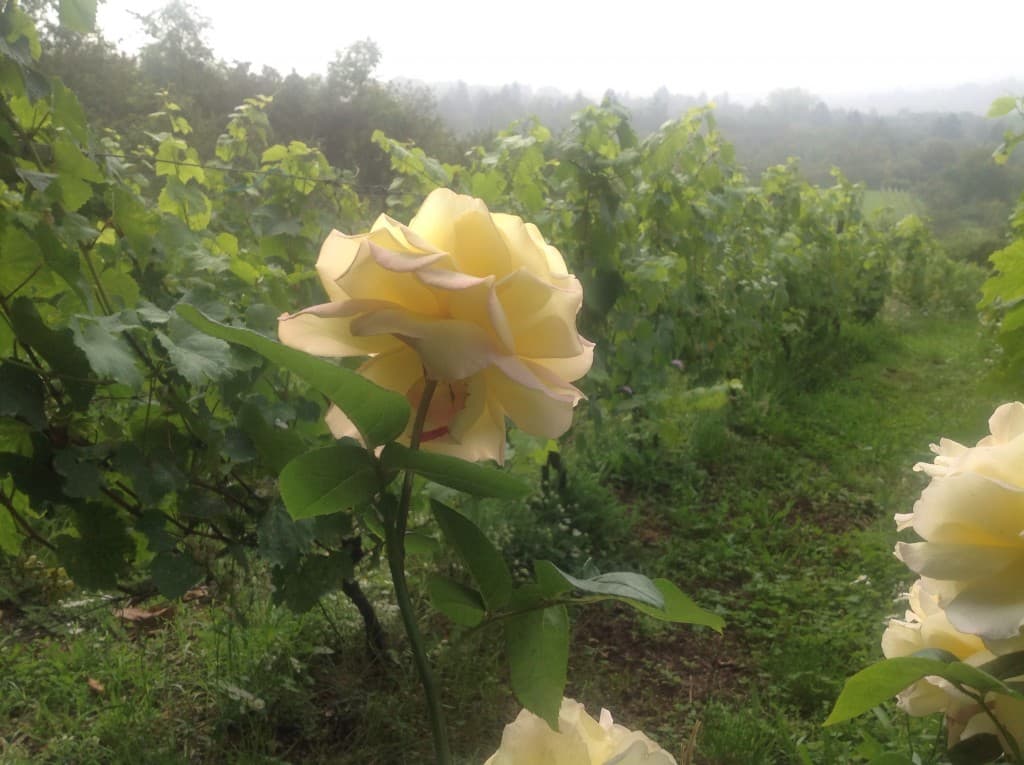 Vigne et rose