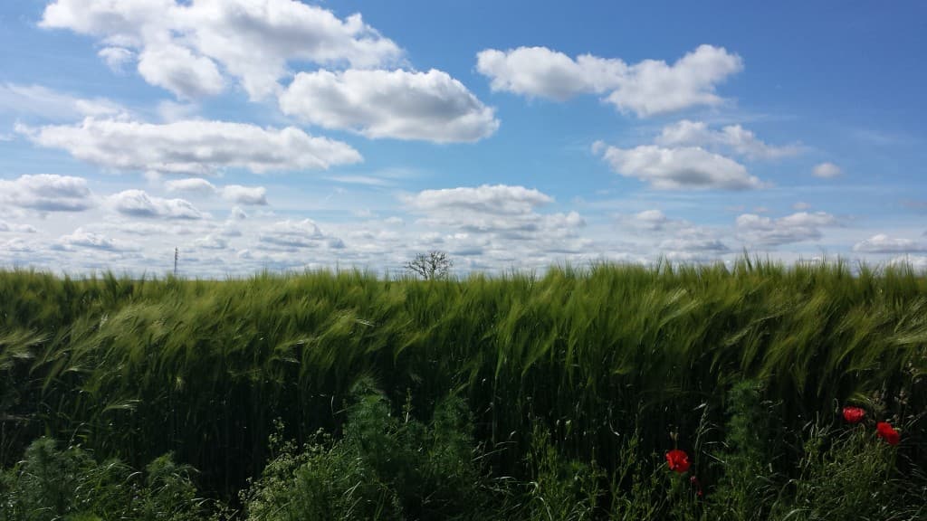 Après midi ensoleillée 