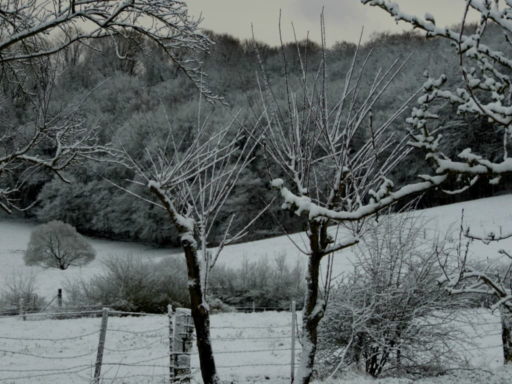 blanc manteau