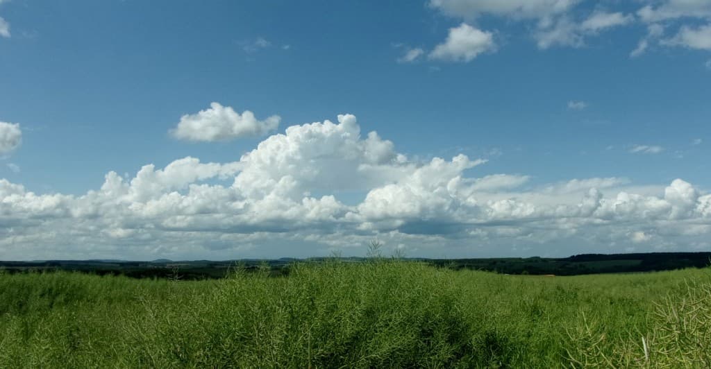 Bourgeonnements