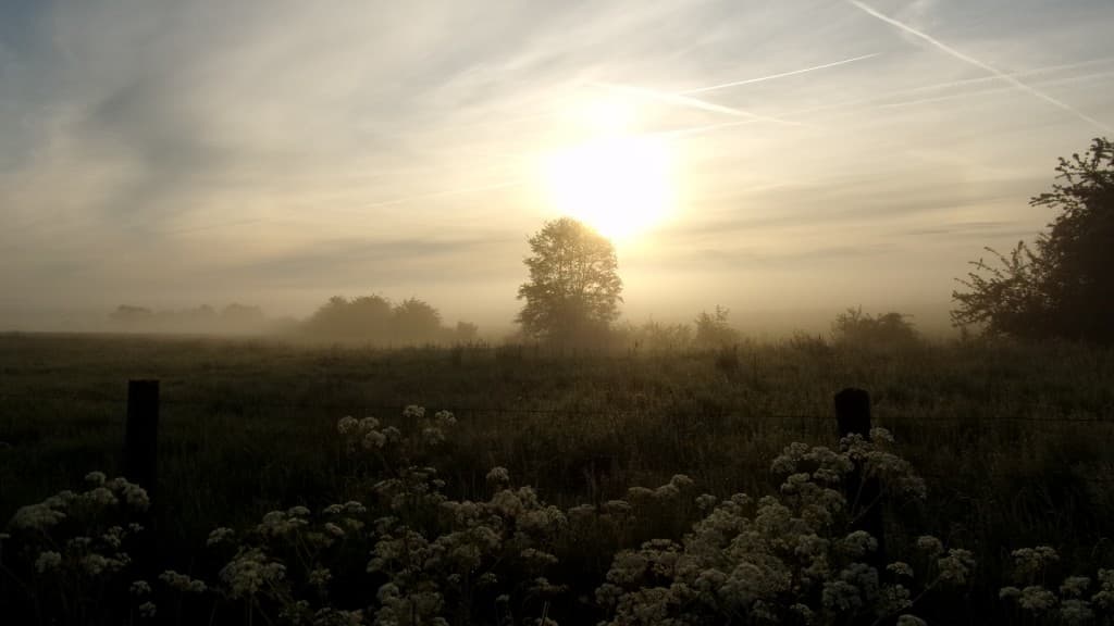 Brume matinale