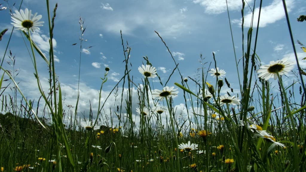 Marguerites dans les nuages..