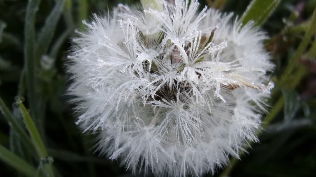 Nouvelle gelée blanche....