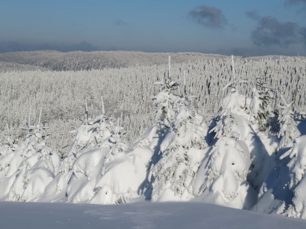 Forêt de sapin sous la neige