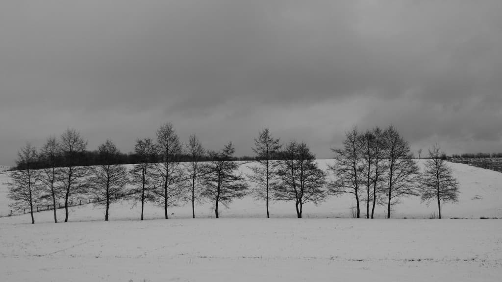 Gris