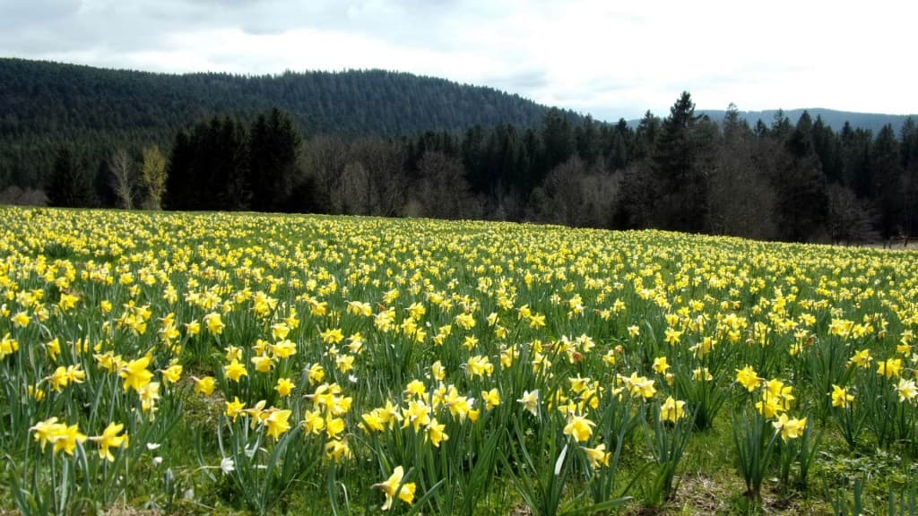 les jonquilles à Liezey
